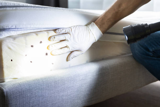 Best Flea Control Services  in Yamhill, OR
